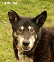 Haker, total positiver und lieber älterer Hund