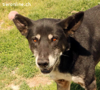 Haker, total positiver und lieber älterer Hund