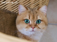Happy, ein Schmusebär sucht ein Zuhause