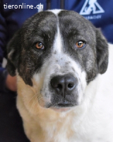 Havah - Das liebende Auge