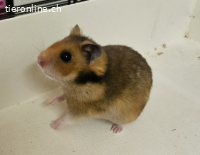 Goldhamster Hazelnut