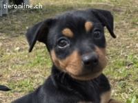 HÉCTOR -Schlappohren und Wackelschwänzchen