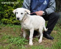 Hectorin - So kleine Herzen...