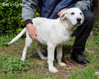 Hectorin - So kleine Herzen...