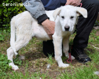 Hectorin - So kleine Herzen...