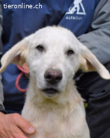 Hectorin - So kleine Herzen...