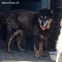 Heinzi sucht sein Lebensabend in Geborgenheit.
