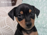 Helena -sie hat drei Brüder!