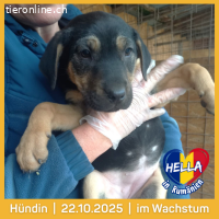 Hella- ein Neuanfang auf vier Pfoten sucht ihr Glück