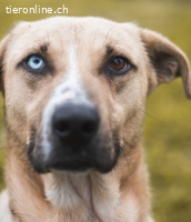 Henrique - der Aussergewöhnliche, zum Liebhaben