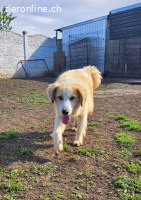 Henry – sensibler Rüde wartet auf seine Chance