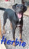 Herbie- sportlich, klug und vielleicht dein Traumhund