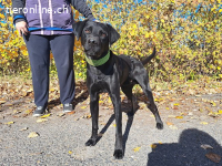 HERCEG, menschenbezogener Mischlingsrüde, ca. 3 Jahre, 56cm,