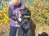 HERCEG, menschenbezogener Mischlingsrüde, ca. 3 Jahre, 56cm,