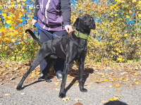 HERCEG, menschenbezogener Mischlingsrüde, ca. 3 Jahre, 56cm,