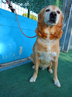 HERMES SUCHT EINEN DEFINITIVEN PLATZ IM HERZEN EINER FAMILIE