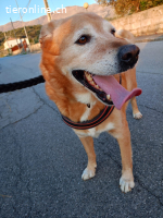 HERMES SUCHT EINEN DEFINITIVEN PLATZ IM HERZEN EINER FAMILIE