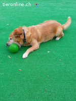 HERMES SUCHT EINEN DEFINITIVEN PLATZ IM HERZEN EINER FAMILIE