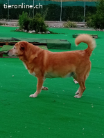 HERMES SUCHT EINEN DEFINITIVEN PLATZ IM HERZEN EINER FAMILIE