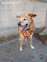 HERMES SUCHT EINEN DEFINITIVEN PLATZ IM HERZEN EINER FAMILIE