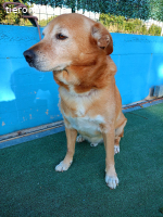 HERMES SUCHT EINEN DEFINITIVEN PLATZ IM HERZEN EINER FAMILIE