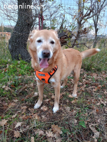 HERMES SUCHT EINEN DEFINITIVEN PLATZ IM HERZEN EINER FAMILIE