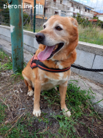 HERMES SUCHT EINEN DEFINITIVEN PLATZ IM HERZEN EINER FAMILIE