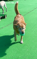 HERMES SUCHT EINEN DEFINITIVEN PLATZ IM HERZEN EINER FAMILIE