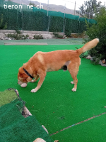 HERMES SUCHT EINEN DEFINITIVEN PLATZ IM HERZEN EINER FAMILIE
