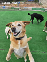 HERMES SUCHT EINEN DEFINITIVEN PLATZ IM HERZEN EINER FAMILIE