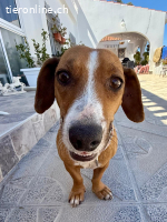 Hermine - versteht sich mit allen und jedem (Hunde, Katzen,
