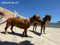 Hermine - versteht sich mit allen und jedem (Hunde, Katzen,