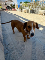 Hermine - versteht sich mit allen und jedem (Hunde, Katzen,
