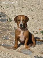 Hermine - versteht sich mit allen und jedem (Hunde, Katzen,