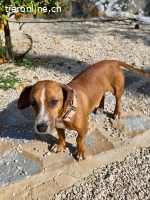 Hermine - versteht sich mit allen und jedem (Hunde, Katzen,
