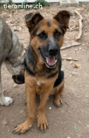 Herzenshund Herkules sucht seine Familie
