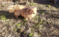Herzenshund Lenni sucht Familienanschluss