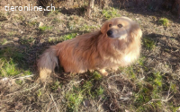 Herzenshund Lenni sucht Familienanschluss