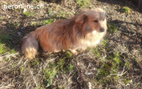 Herzenshund Lenni sucht Familienanschluss