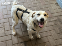 Herzenshund Robert sucht liebevolles Zuhause