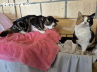 Herzenswunsch: Zuhause gesucht für Bruno & Trudy