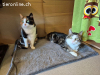 Herzenswunsch: Zuhause gesucht für Bruno & Trudy