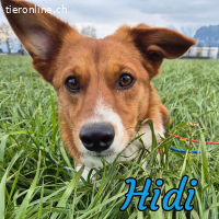Reserviert - Hidi, kleiner Herzensbrecher sucht sein Zuhause