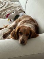 Hilde, unsere wilde schmusebacke