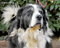 Hindah - Dreieinhalb Sommersprossen