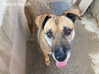 Hira - ein Hund, der das Herz berührt