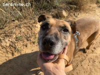 Hira - ein Hund, der das Herz berührt