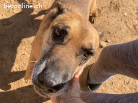 Hira - ein Hund, der das Herz berührt