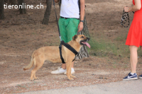 Hira - ein Hund, der das Herz berührt