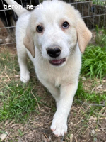 Hiro - liebevoller Welpe sucht sein Zuhause